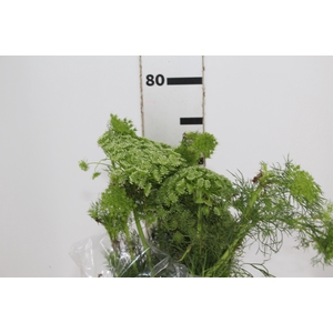 AMMI MAJUS 070 CM