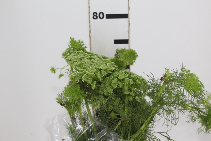 <h4>AMMI MAJUS 070 CM</h4>