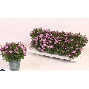 Campanula portenschlagian