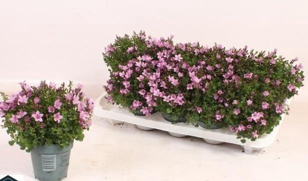 <h4>Campanula portenschlagian</h4>