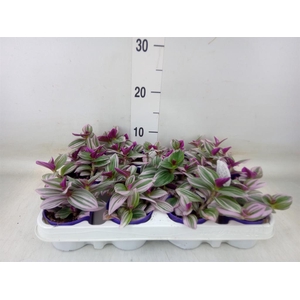 Tradescantia cerinth. 'Nanouk'