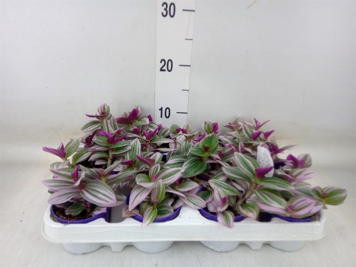 <h4>Tradescantia cerinth. 'Nanouk'</h4>