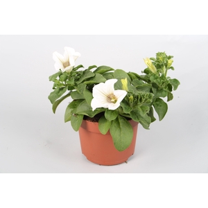 Surfina White p10,5