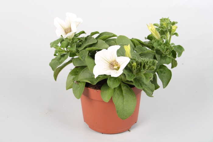 <h4>Surfina White p10,5</h4>