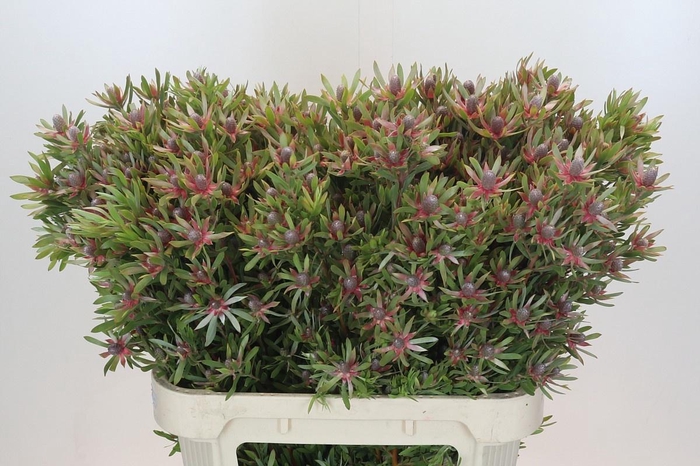 <h4>LEUCAD AYOBA ST PEAR</h4>