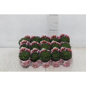 SUCULENTA HAWORTHIA COOPERI P06