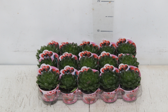 <h4>SUCULENTA HAWORTHIA COOPERI P06</h4>
