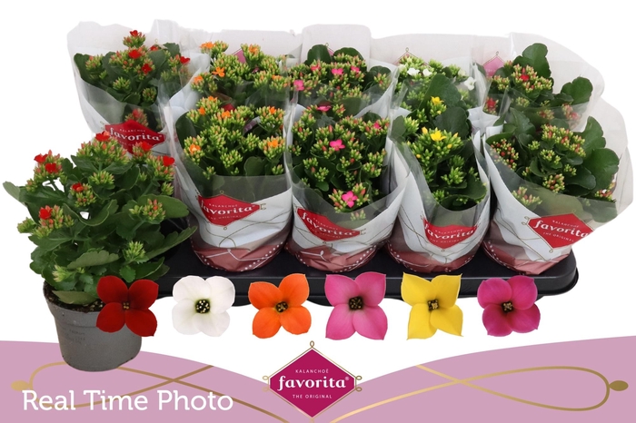 <h4>KAL EN GEM 6 KL</h4>