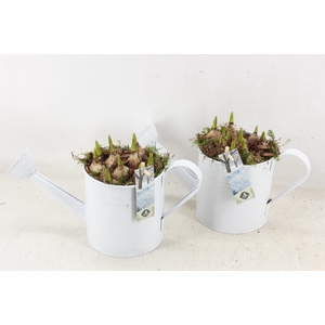 arr4 Muscari JS - Zink gieter wit