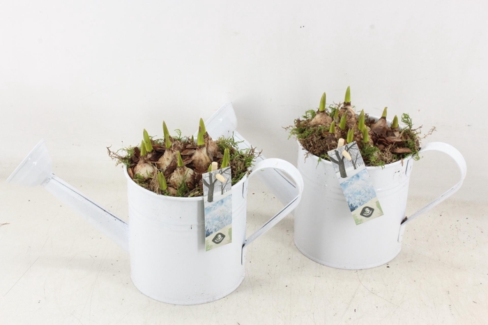 <h4>arr4 Muscari JS - Zink gieter wit</h4>