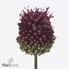 Allium sphaerocephalon (bullit)