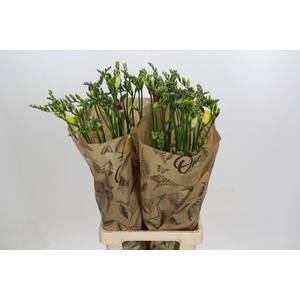 Freesia One Xxl Mixed