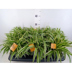 Chlorophytum com. 'Ocean'