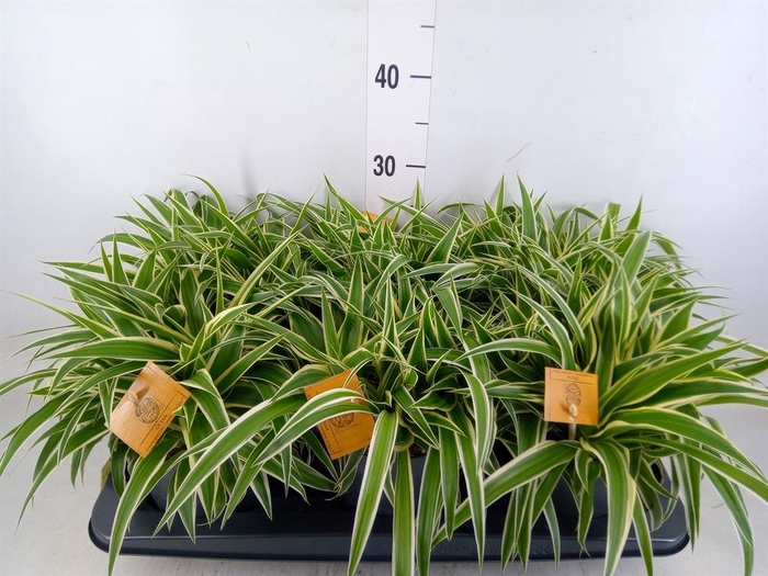 <h4>Chlorophytum com. 'Ocean'</h4>