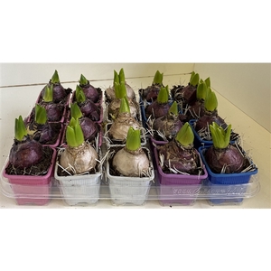 7 cm Hyacinthus Mixed zonder etiket