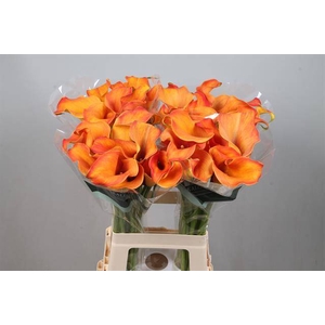 Calla Callista Kallaland