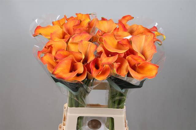 <h4>Calla Callista Kallaland</h4>