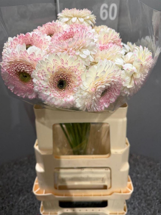 <h4>GE MI LISALISA</h4>