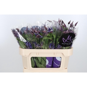 Clem Di Bl Pirouette