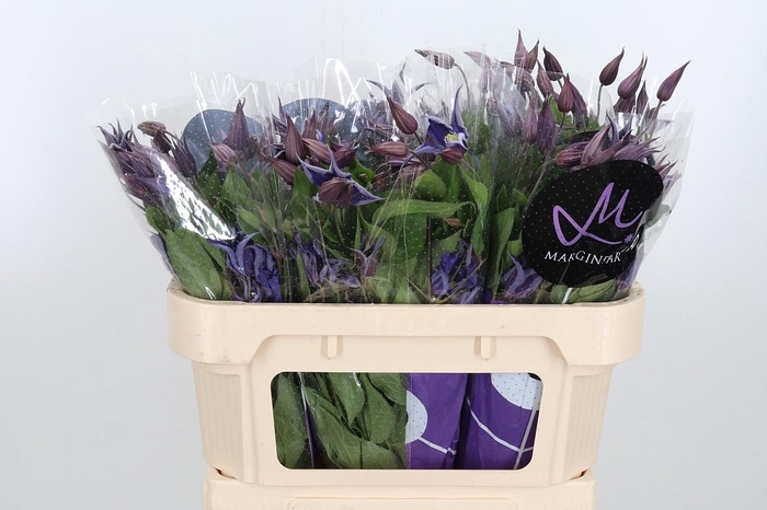 <h4>Clem Di Bl Pirouette</h4>