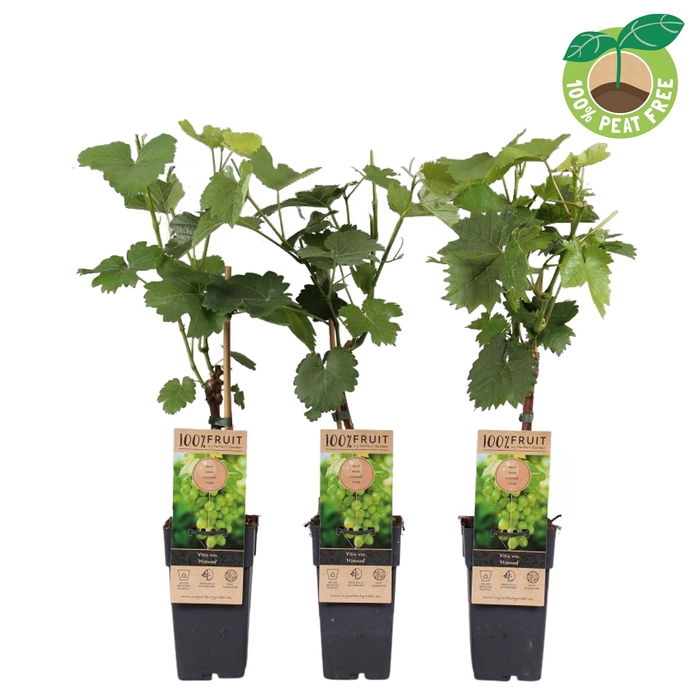 <h4>Vitis Vinifera Himrod</h4>