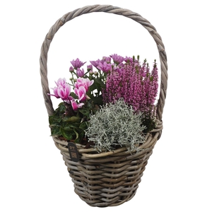 Arr.   Tuinplanten H%