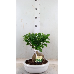 Ficus microcarpa 'Ginseng'