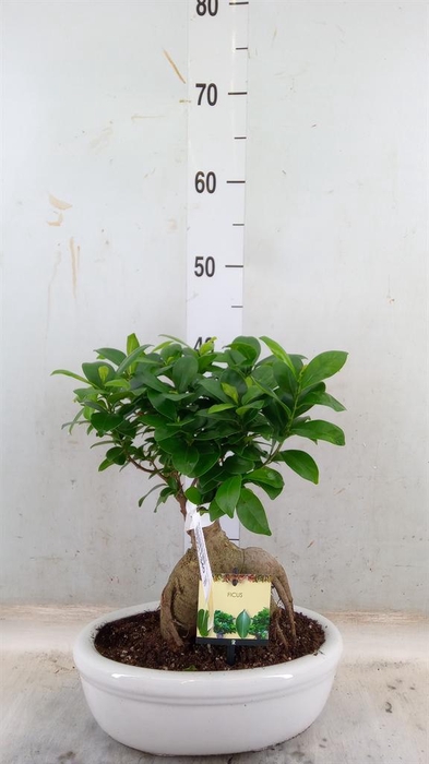 <h4>Ficus microcarpa 'Ginseng'</h4>