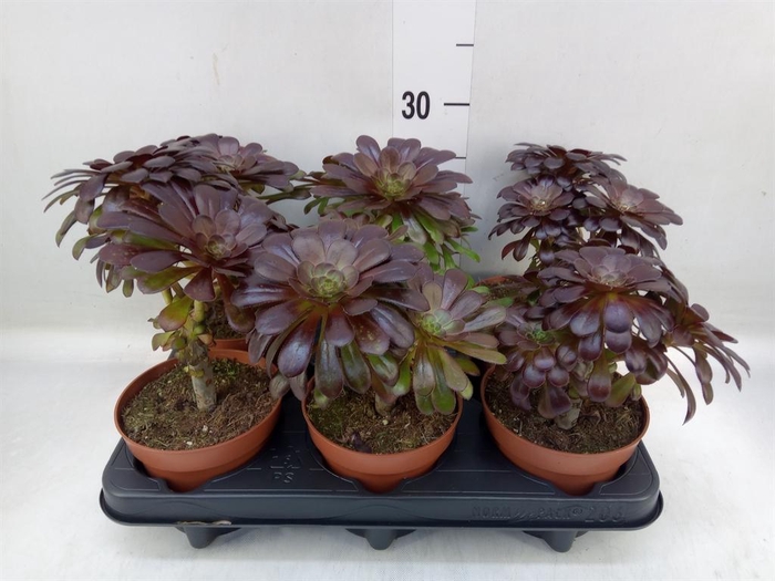 <h4>Aeonium arboreum</h4>