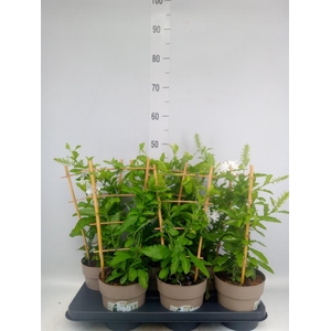 Plumbago indica