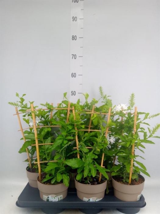 <h4>Plumbago indica</h4>