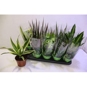 arr8 Kamerpl Gem Gr 6 Srt