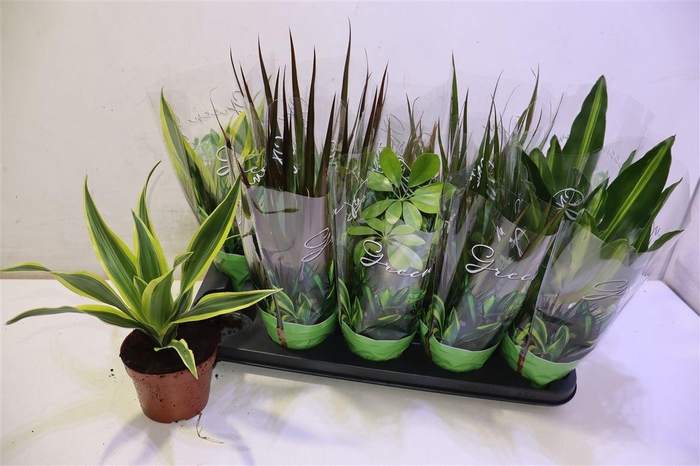 <h4>arr8 Kamerpl Gem Gr 6 Srt</h4>