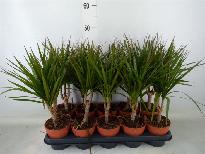 <h4>Dracaena marg.</h4>