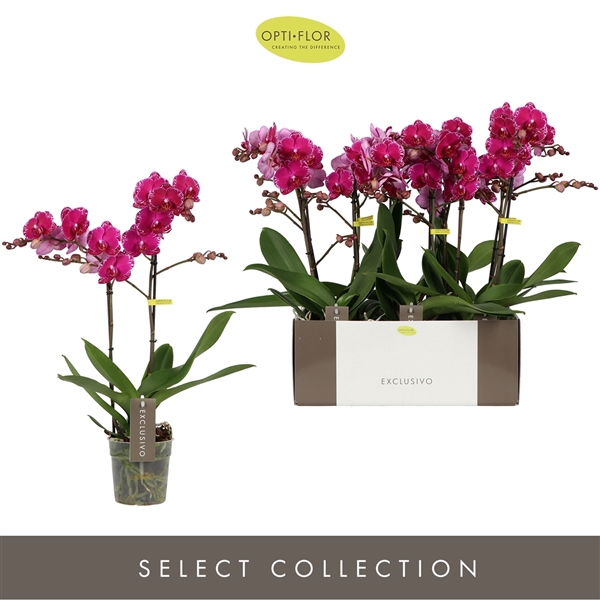 <h4>Phalaenopsis Multifloratypes overig paars</h4>