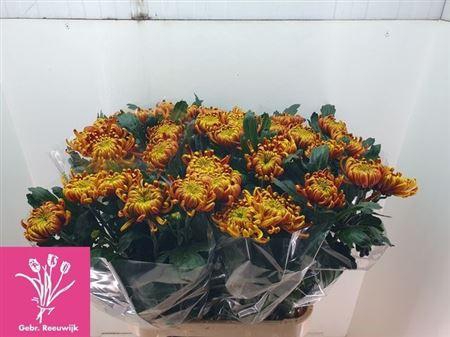 <h4>Chr G Fuego</h4>