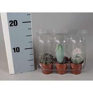 CACTUS GEM