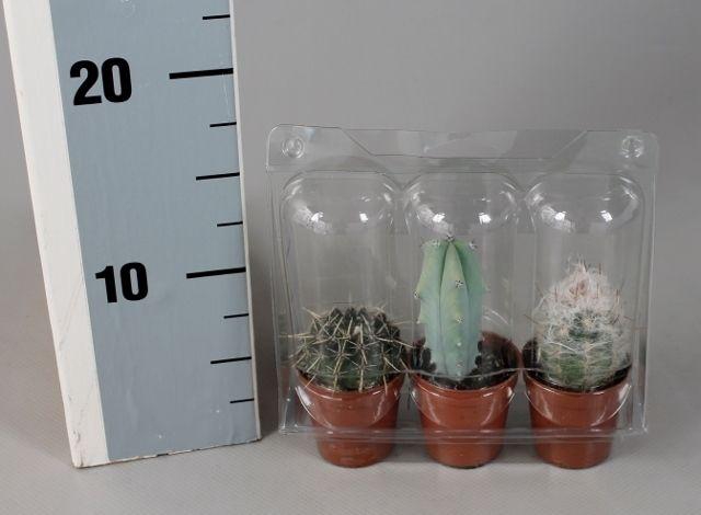 <h4>CACTUS GEM</h4>