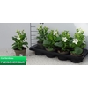 arr8 Nicotiana Ov White