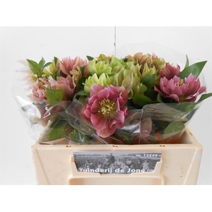 HELL OR DB ELLEN PIN