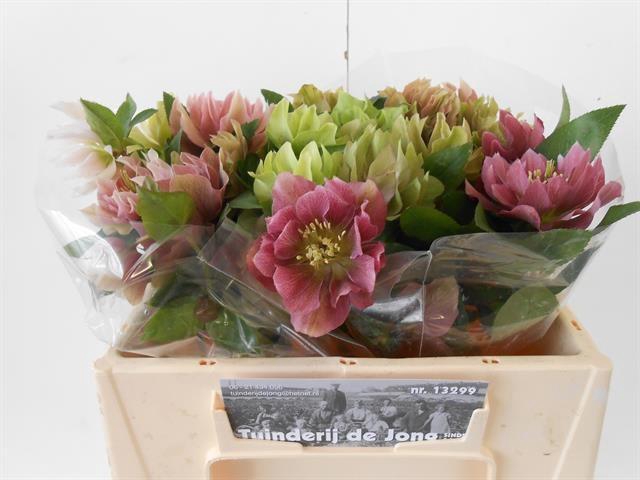 <h4>HELL OR DB ELLEN PIN</h4>