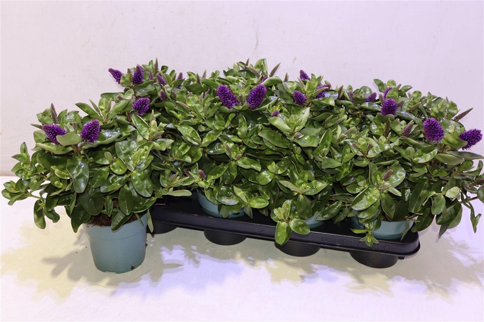 <h4>Hebe Hebed Alexa</h4>