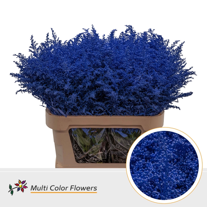 <h4>Solidago Blauw donker</h4>