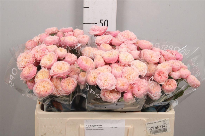 <h4>R Tr Royal Blush</h4>