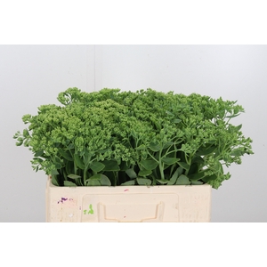 Sedum Spectabile
