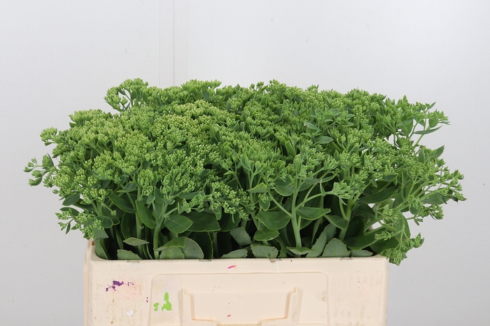 <h4>Sedum Spectabile</h4>