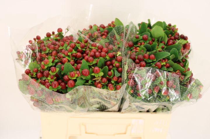 <h4>HYP MAG SEASONS</h4>