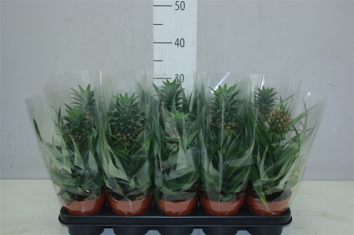 <h4>Ananas Small</h4>