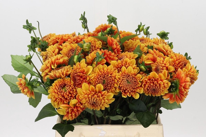 Dahlia American Sunset