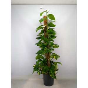 Epipremnum pinn.   ...moss stick